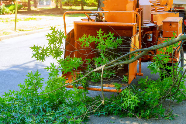 Best Tree Preservation Services  in Terrebonne, OR