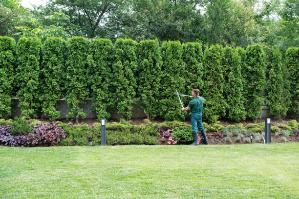 Best Root Management and Removal  in Terrebonne, OR