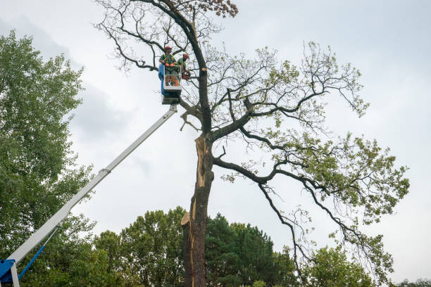 Best Palm Tree Trimming  in Terrebonne, OR