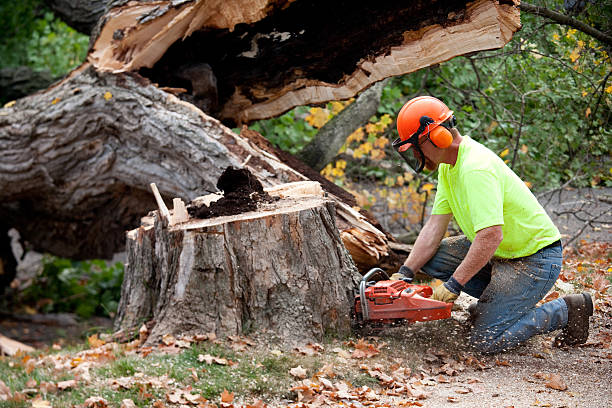 Best Tree Cabling and Bracing  in Terrebonne, OR